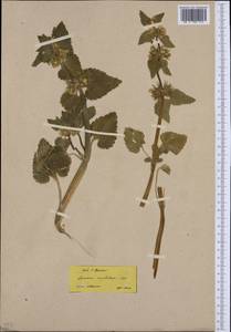 Lamium moschatum Mill., Western Europe (EUR) (Greece)