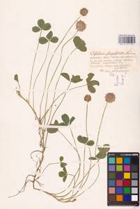 Trifolium fragiferum L., Eastern Europe, Lower Volga region (E9) (Russia)