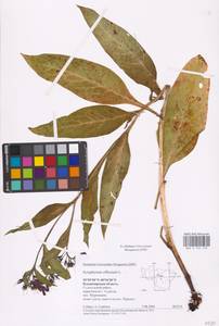 Symphytum officinale L., Eastern Europe, Central region (E4) (Russia)