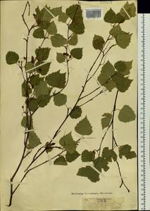 Betula pendula subsp. pendula, Siberia, Baikal & Transbaikal region (S4) (Russia)