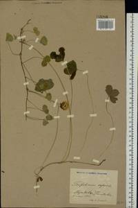 Trifolium repens L., Eastern Europe, North Ukrainian region (E11) (Ukraine)