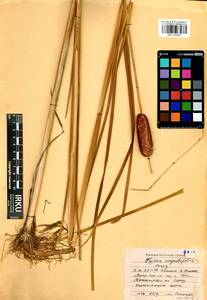 Typha laxmannii Lepech., Siberia, Baikal & Transbaikal region (S4) (Russia)