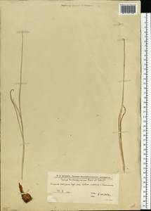 Tulipa sylvestris subsp. australis (Link) Pamp., Eastern Europe, Lower Volga region (E9) (Russia)