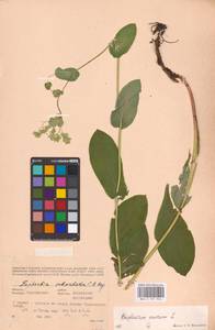 Bupleurum aureum Fisch., Eastern Europe, Eastern region (E10) (Russia)