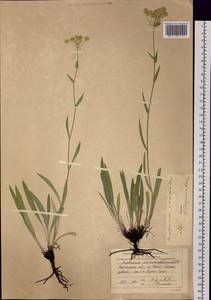 Bupleurum sibiricum Vest ex Roem. & Schult., Siberia, Baikal & Transbaikal region (S4) (Russia)