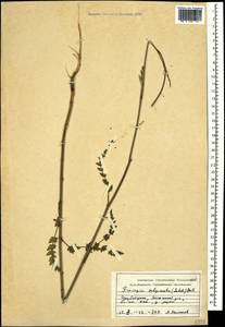 Froriepia subpinnata (Ledeb.) Baill., Caucasus, Azerbaijan (K6) (Azerbaijan)