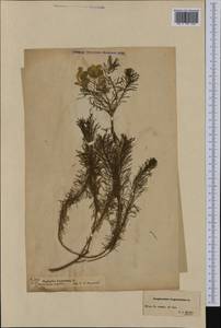 Euphorbia cyparissias L., Western Europe (EUR)