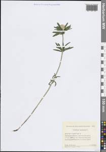 Trifolium lupinaster L., Eastern Europe, Central forest-and-steppe region (E6) (Russia)