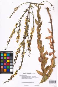 MHA 0 159 235, Linaria genistifolia (L.) Mill., Eastern Europe, Central region (E4) (Russia)