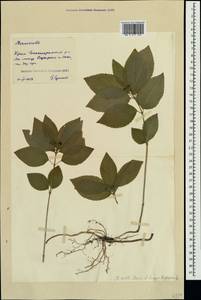 Mercurialis × paxii Graebn., Crimea (KRYM) (Russia)
