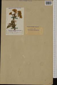 Prunus avium (L.) L., Western Europe (EUR) (Germany)