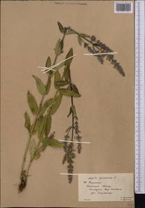 Nepeta nuda subsp. nuda, Middle Asia, Western Tian Shan & Karatau (M3) (Kazakhstan)