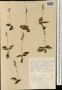 Hemipilia cucullata (L.) Y.Tang, H.Peng & T.Yukawa, Mongolia (MONG) (Mongolia)