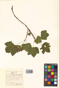 Ribes spicatum subsp. lapponicum Hyl., Siberia, Russian Far East (S6) (Russia)