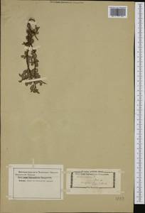 Salix retusa L., Western Europe (EUR) (Italy)