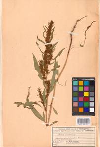 Rumex maritimus L., Eastern Europe, Moscow region (E4a) (Russia)