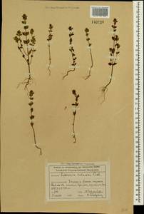 Euphrasia pectinata subsp. pectinata, Siberia, Altai & Sayany Mountains (S2) (Russia)