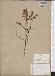 Glycyrrhiza glabra L., Middle Asia, Kopet Dag, Badkhyz, Small & Great Balkhan (M1) (Turkmenistan)