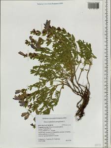 Dracocephalum peregrinum L., Siberia, Altai & Sayany Mountains (S2) (Russia)