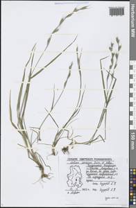 Lolium persicum Boiss. & Hohen., Eastern Europe, Volga-Kama region (E7) (Russia)