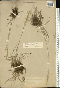 Koeleria glauca (Spreng.) DC., Eastern Europe, Central forest-and-steppe region (E6) (Russia)