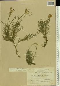 Astragalus vesicarius subsp. vesicarius, Eastern Europe, Moldova (E13a) (Moldova)