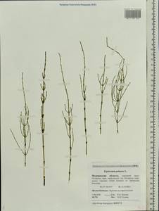 Equisetum palustre L., Eastern Europe, Northern region (E1) (Russia)