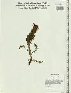 Pedicularis physocalyx Bunge, Eastern Europe, Middle Volga region (E8) (Russia)