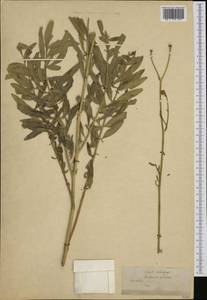 Rhaponticoides alpina (L.) M. V. Agab. & Greuter, Western Europe (EUR) (Slovenia)