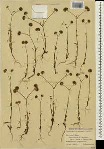 Valerianella coronata (L.) DC., Crimea (KRYM) (Russia)