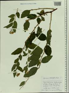 Spiraea betulifolia, Eastern Europe, Central forest region (E5) (Russia)