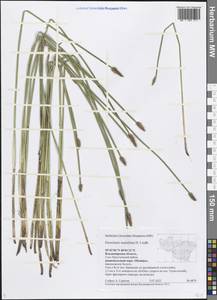 Eleocharis mamillata (H.Lindb.) H.Lindb., Eastern Europe, Central region (E4) (Russia)