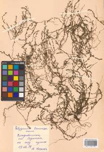 Polygonum tenuissimum A. I. Baranov & Skvortsov ex Vorosch., Siberia, Russian Far East (S6) (Russia)