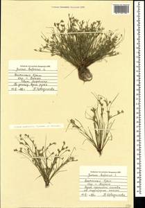 Juncus ranarius Songeon & E. P. Perrier, Crimea (KRYM) (Russia)