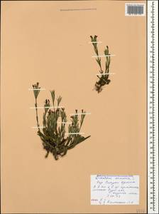 Dianthus armeria L., Crimea (KRYM) (Russia)
