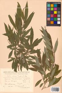 Salix udensis (Wimm.) Trautv. & C. A. Mey., Siberia, Russian Far East (S6) (Russia)