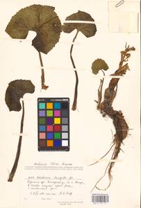 Petasites radiatus (J. F. Gmel.) J. Toman, Eastern Europe, Eastern region (E10) (Russia)