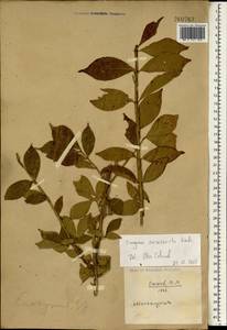 Euonymus alatus (Thunb.) Siebold, South Asia, South Asia (Asia outside ex-Soviet states and Mongolia) (ASIA) (China)