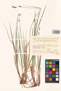 Carex adelostoma V.I.Krecz., Eastern Europe, Northern region (E1) (Russia)