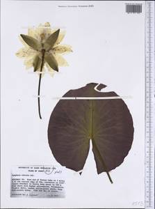 Nymphaea odorata Sol. ex Aiton, America (AMER) (United States)