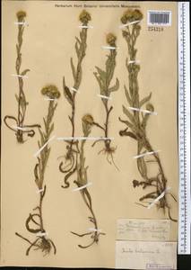 Pentanema britannicum (L.) D.Gut.Larr., Santos-Vicente, Anderb., E.Rico & M.M.Mart.Ort., Middle Asia, Muyunkumy, Balkhash & Betpak-Dala (M9) (Kazakhstan)