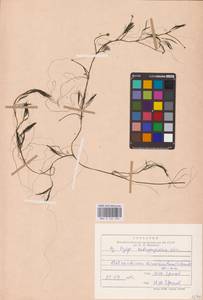 Ranunculus trichophyllus Chaix, Eastern Europe, North-Western region (E2) (Russia)