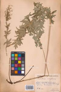 Thalictrum simplex L., Eastern Europe, Rostov Oblast (E12a) (Russia)