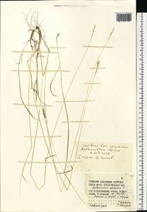 Anthoxanthum nipponicum Honda, Eastern Europe, Northern region (E1) (Russia)