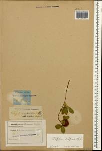 Trifolium diffusum Ehrh., Caucasus (no precise locality) (K0)