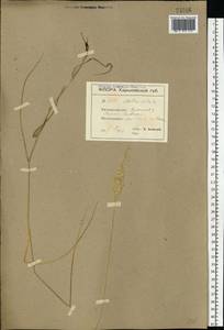 Melica ciliata L., Eastern Europe, South Ukrainian region (E12) (Ukraine)