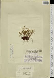 Androsace fedtschenkoi Ovcz., Siberia, Altai & Sayany Mountains (S2) (Russia)