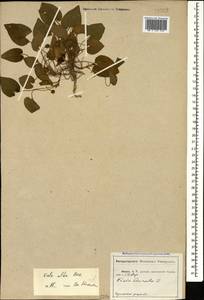 Viola alba subsp. dehnhardtii (Ten.) W. Becker, Caucasus, Abkhazia (K4a) (Abkhazia)