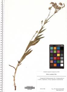 Silene vulgaris subsp. vulgaris, Eastern Europe, Middle Volga region (E8) (Russia)