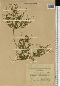 Euclidium syriacum (L.) W. T. Aiton, Eastern Europe, Moldova (E13a) (Moldova)